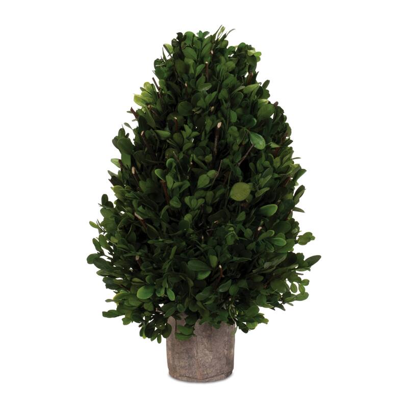 Boxwood Topiary Plants with Pot - 15.75" - Green