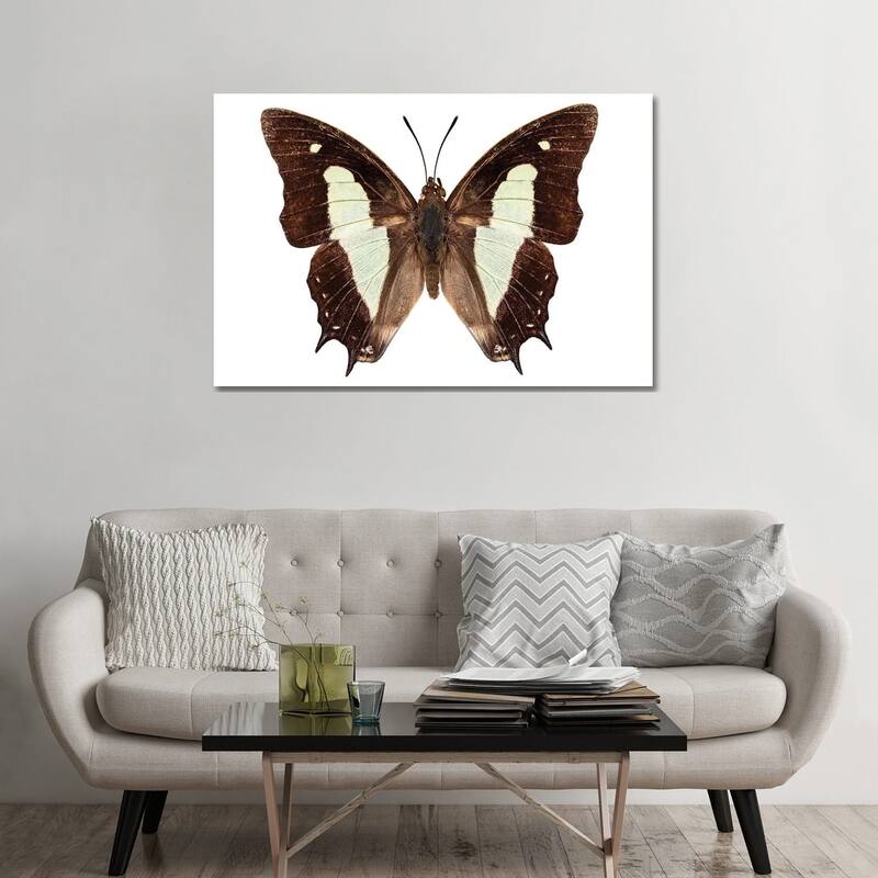 iCanvas "Polyura Athamas Athamas Butterfly" by Paul Rommer Canvas Print - 32x48x1.5