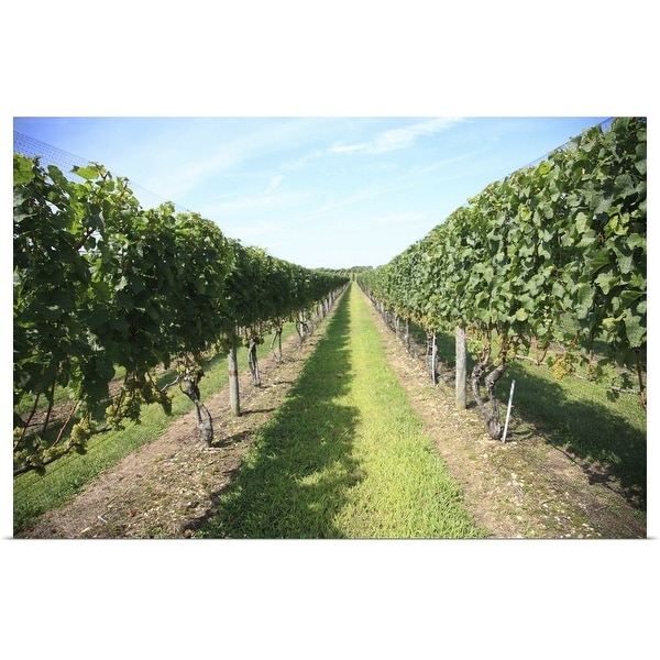 "Vineyard Long Island New York" Poster Print