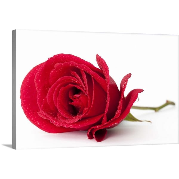Shop A Beautiful Single Red Rose Isolated On White Canvas Wall