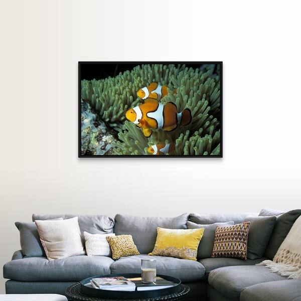 Shop Clown Fish And Anemone Black Float Frame Canvas Art Free