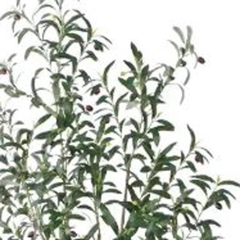 HomeRoots 83" Green Artificial Olive Tree in a White Pot - 7.48 in. x 82.68 in. x 8.27 in.