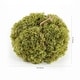 preview thumbnail 4 of 2, SAFAVIEH Faux 10 Inch Moss Pumpkin - 10" W x 10" D x 6" H