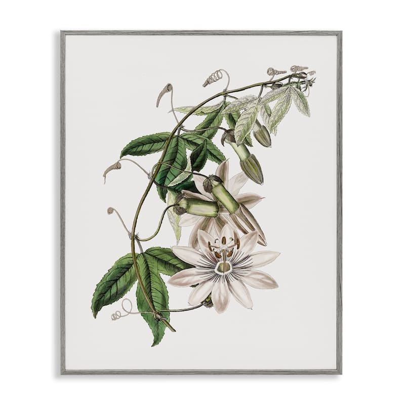 Stupell Vintage Lily Plant Framed Giclee Art Design By CAD Designs - 11 x 14 - Grey