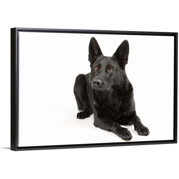 Shop Black German Shepherd Laying Down Black Float Frame Canvas