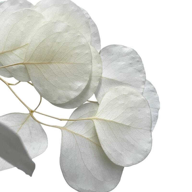 Bundle of 4 Preserved Eucalyptus Apple Leaves 24" long - 24 Inches