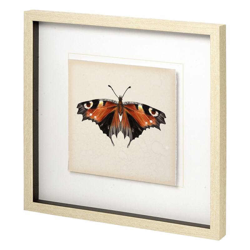Butterfly Study V Framed Art Print