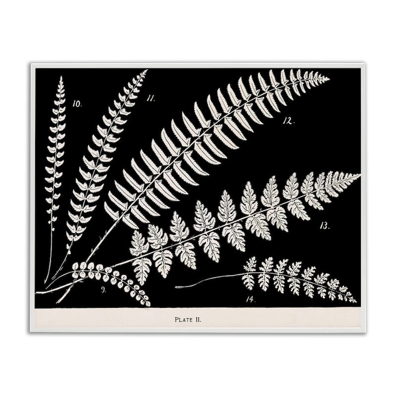 Stupell Fern Studies on Black Framed Giclee Art Design By Phillipa Katz - 20 x 16 - White