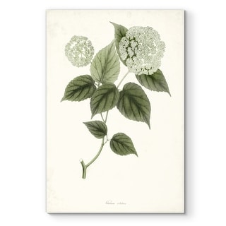 Sage Botanical I -Premium Gallery Wrapped Canvas