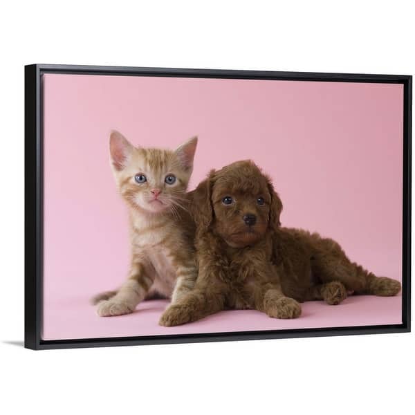 Shop American Short Hair Kitten And Toy Poodle Puppy Lying