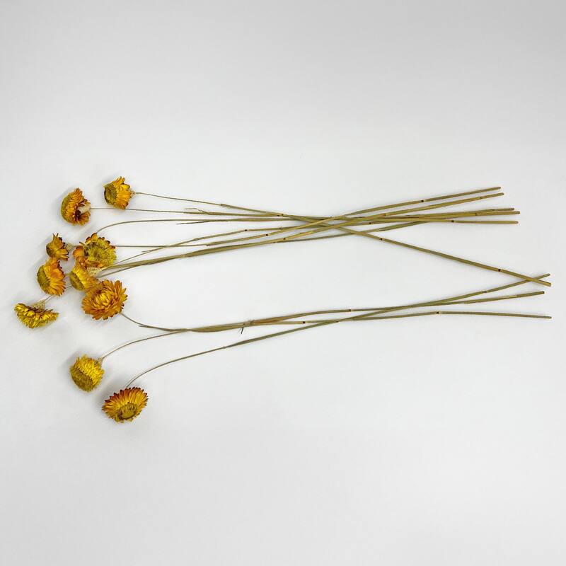 Bundle of 4 Dried Preserved Ruby Daisy Flower in 21" Multiple Colors - Bundle of 4