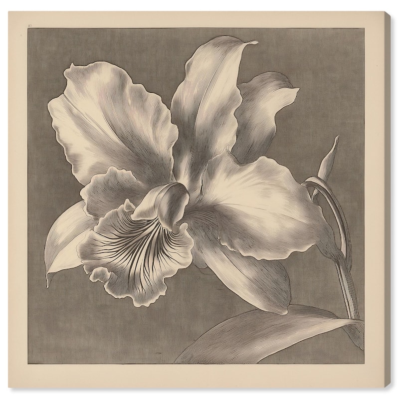 Petals Unfurled I Canvas by Art Remedy, Gallery Wrapped - 20" x 20"