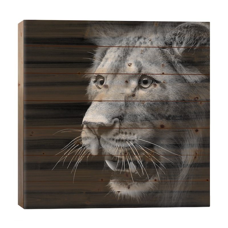 Lion In Black & White III Print On Wood by Lukas Holas - Multi-Color - 26x26x1.5