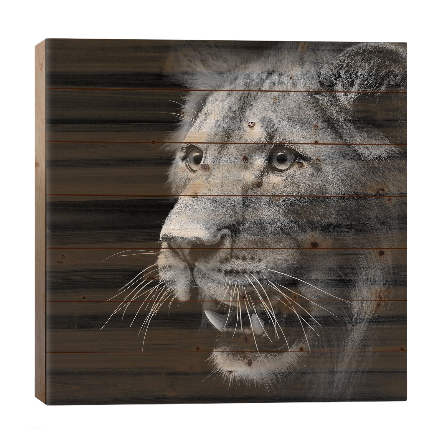 Lion In Black & White III Print On Wood by Lukas Holas - Multi-Color