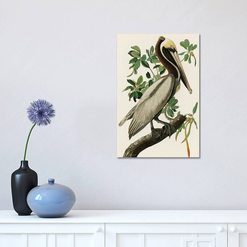 iCanvas "Audubon Brown Pelican" by Stellar Design Studio Canvas Print - 18x12x1.5