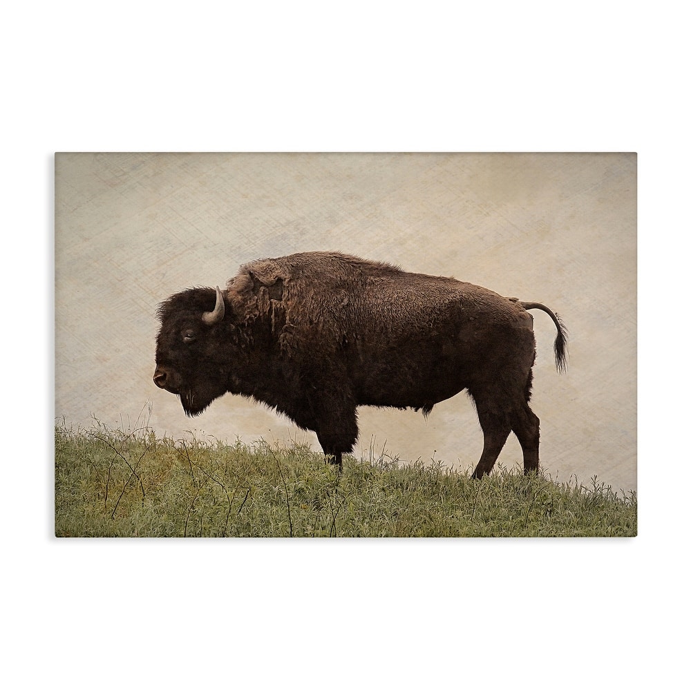 Stupell Serene Buffalo on Country Hill Canvas Wall Art Design By Steve Toole