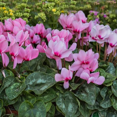 Pink Crush Cyclamen Flowers - 9 Bulbs - Attracts Butterflies, Bees & Hummingbirds - 9 Bulbs