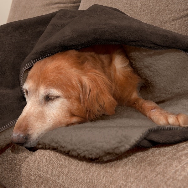 Shop Furhaven Snuggly Warm Faux Lambswool Terry Waterproof Pet