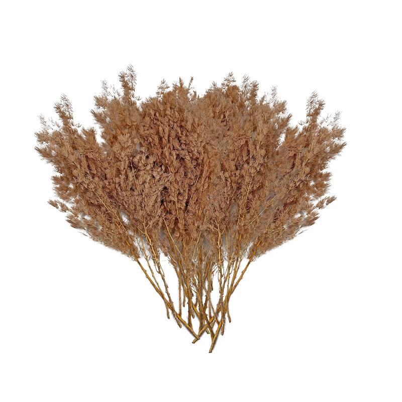Bundle of 4 Preserved Asparagus Fern,12-20 inches long - 12-20 inch