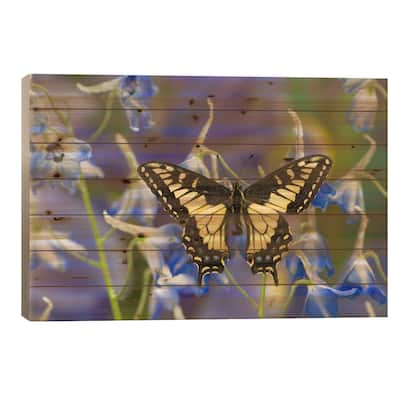 Open-Winged Anise Swallowtail In Zoom Among Blue Delphinium Print On Wood by Darrell Gulin - Multi-Color
