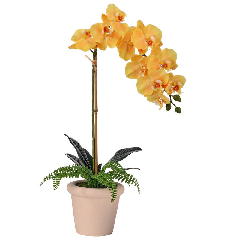 24" Pe Phalaenopsis And Fern In Terracotta Pot