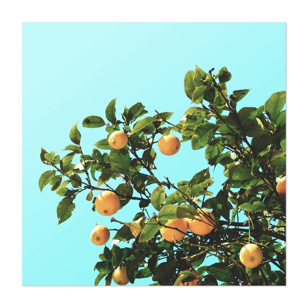 Summer Orange Tree Photography Circus Flower Fruit Art Print/Poster