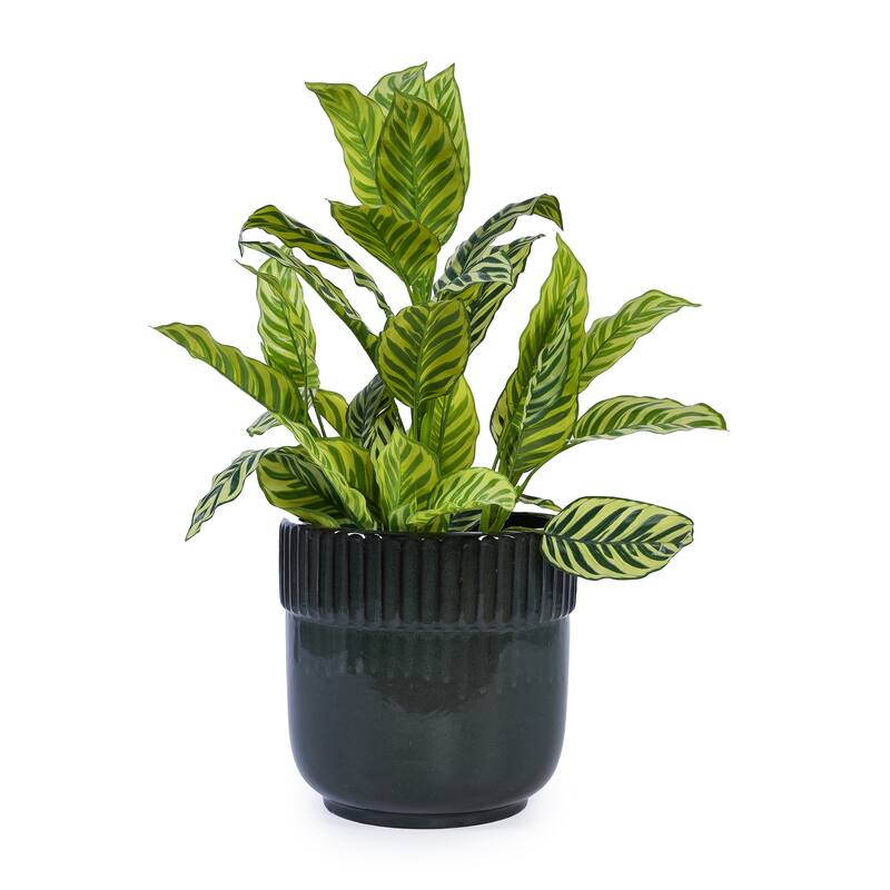 Glossy Ribbed Handmade Ceramic Planter Pot, for Succulents and Herbs