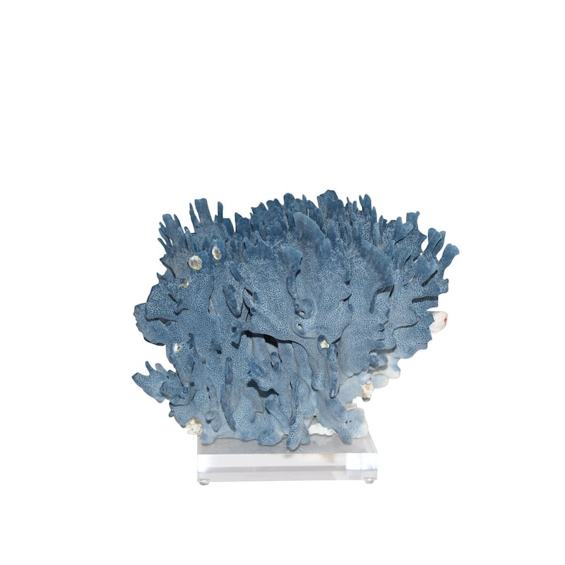 Blue Coral 10-12 Inch On Acrylic Base