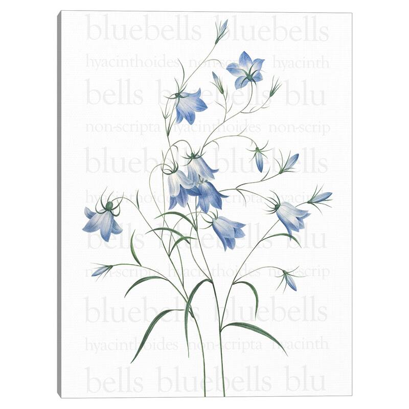 Bluebells Text Canvas Art Print