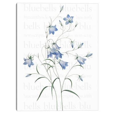 Bluebells Text Canvas Art Print