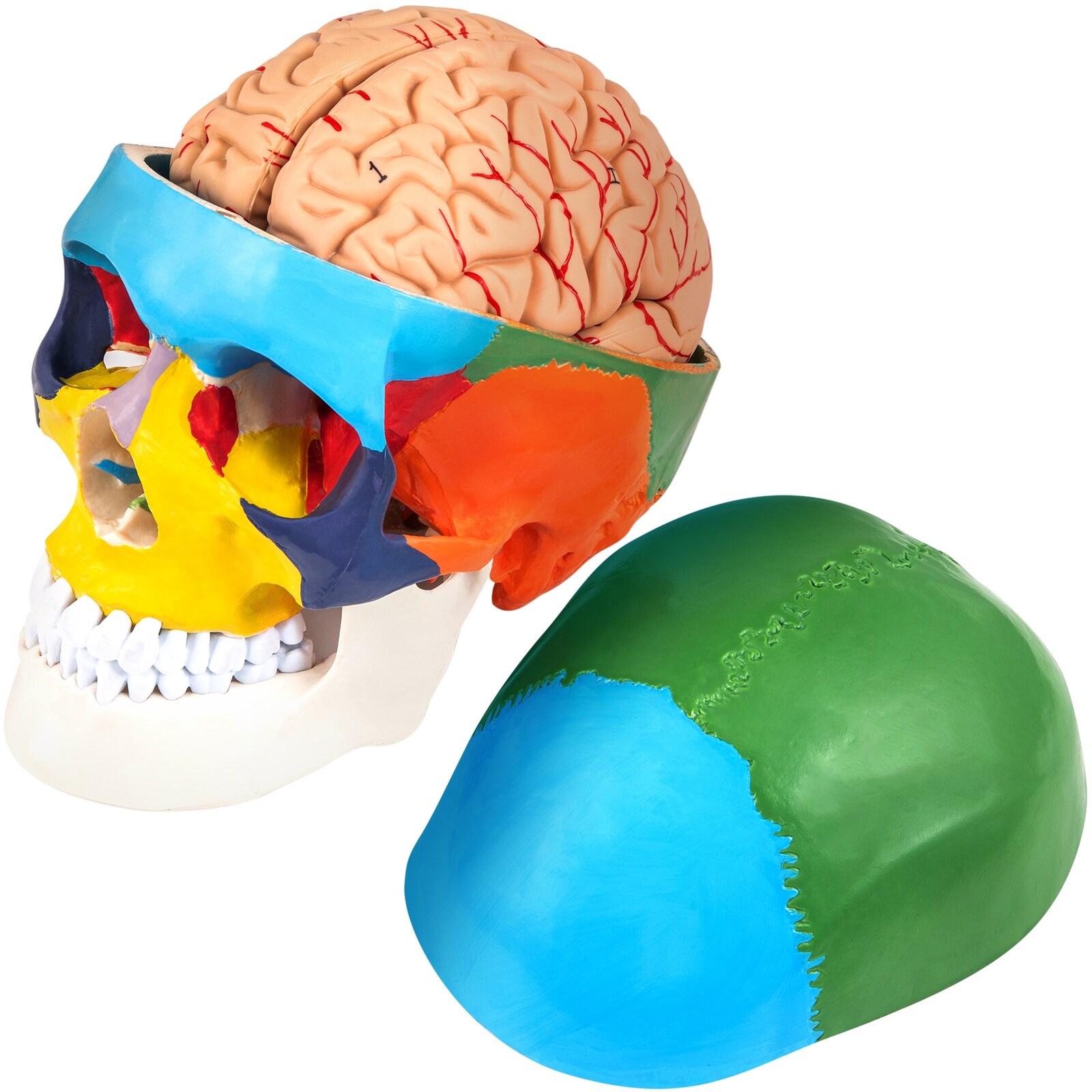 VEVOR PVC 8-Parts Labeled Brain Human Skull Anatomy Life-Size