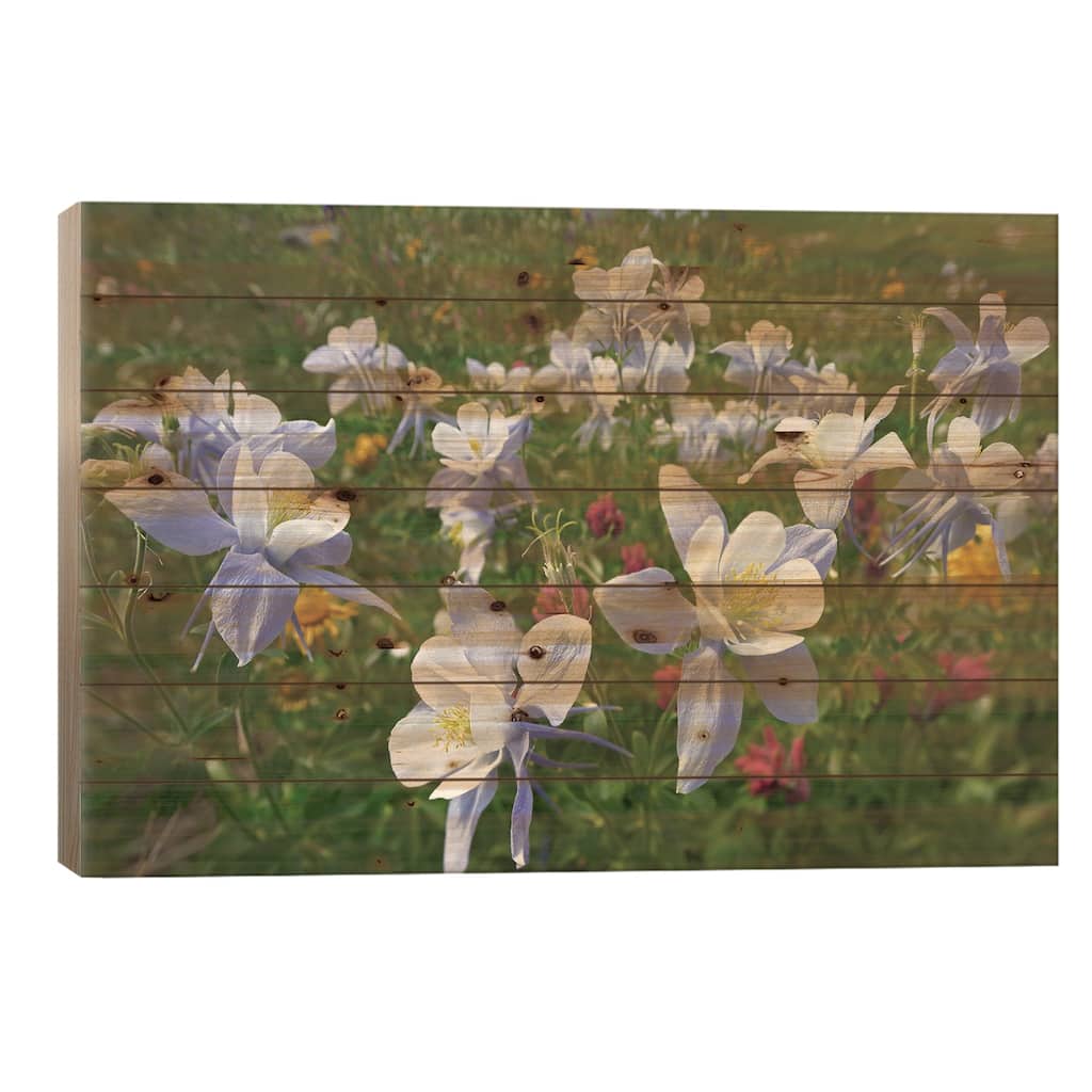 Colorado Blue Columbine Flowers, American Basin, Colorado II Print On Wood by Tim Fitzharris - Multi-Color