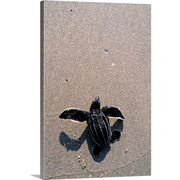 "Leatherback turtle hatchling, crawling towards ocean, Florida" Canvas Wall Art
