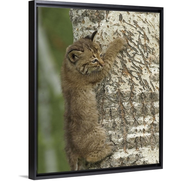 kitten climbing frame