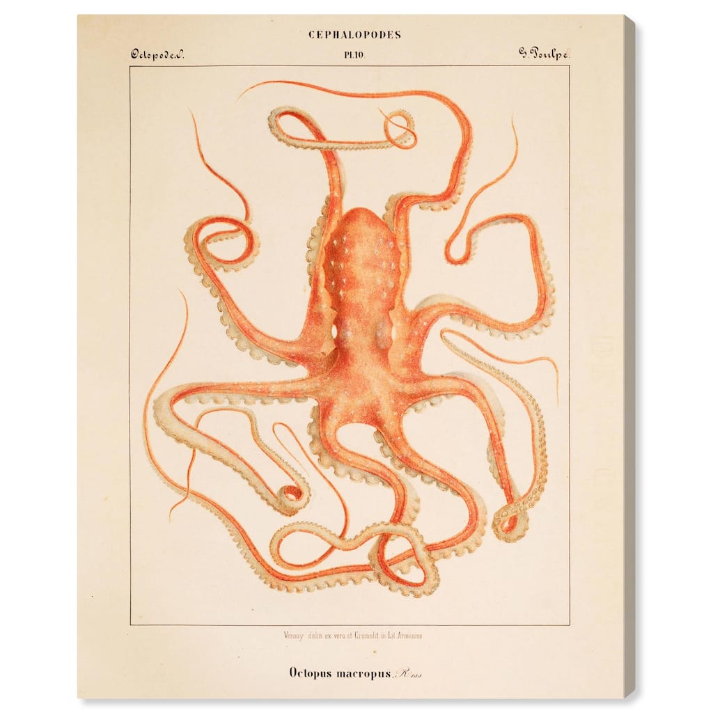 Verany The Octopus 1815 I Canvas by Art Remedy, Gallery Wrapped