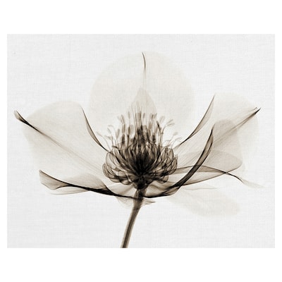 Hellebore I by Robert Coop Canvas Art Print