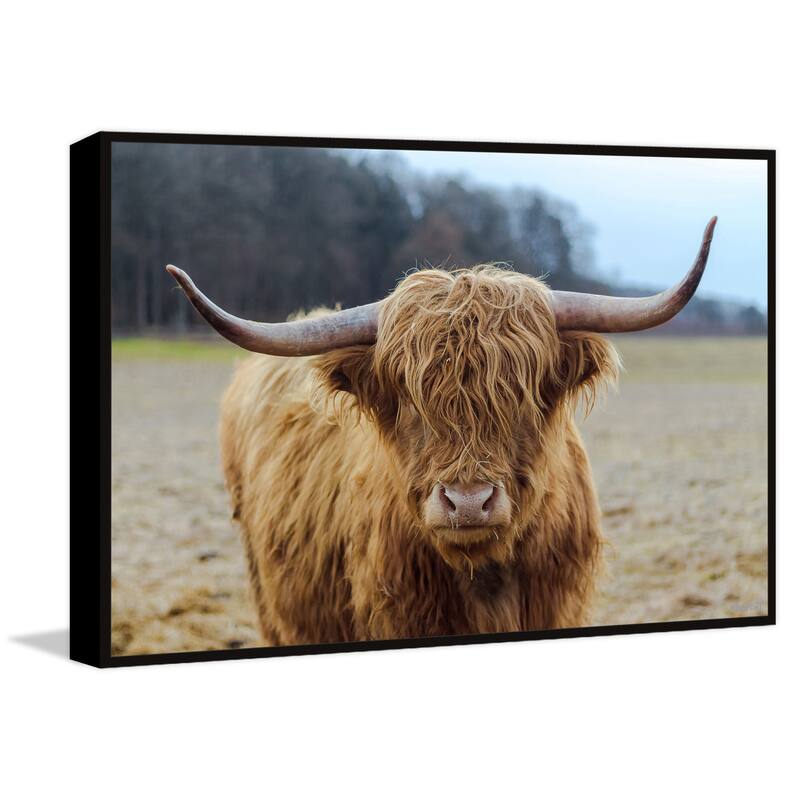Highland Roamer Floater Framed Print on Canvas