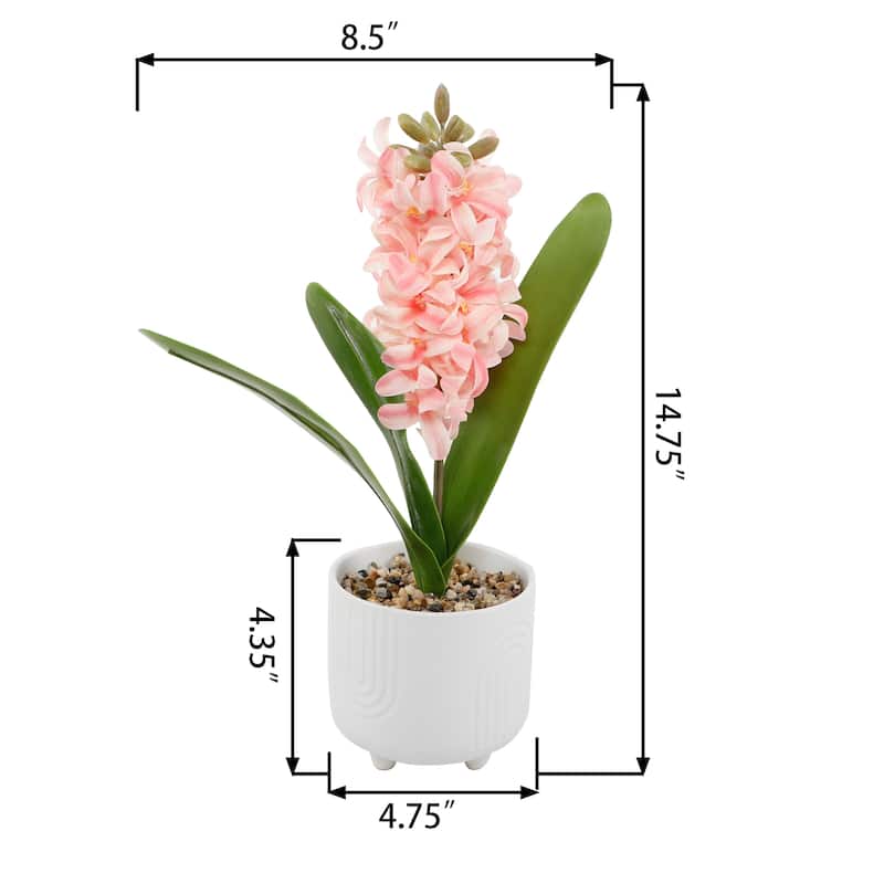 14.75"H Hyacinth in 4.75" Footed 4.75*4.75*4.25
