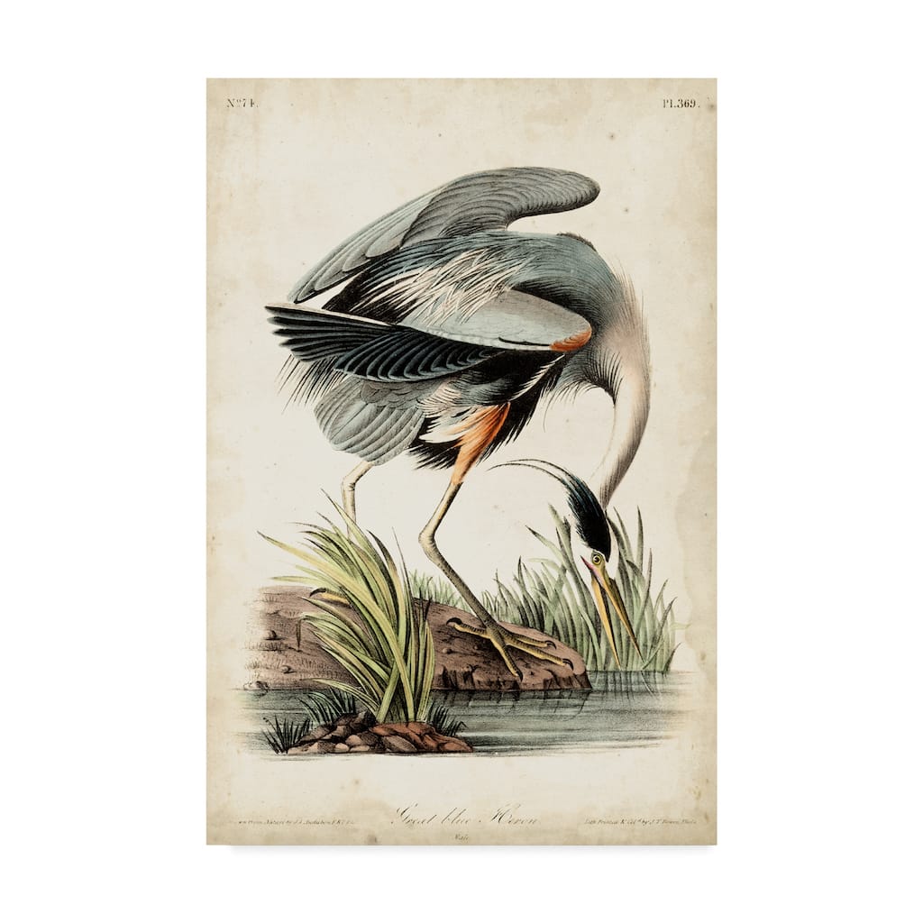 John James Audubon 'Blue Heron Portrait' Canvas Art