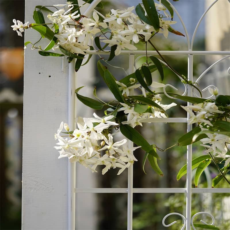 4 Pack Outdoor Metal Garden Rustproof Trellis for Climbing Plants