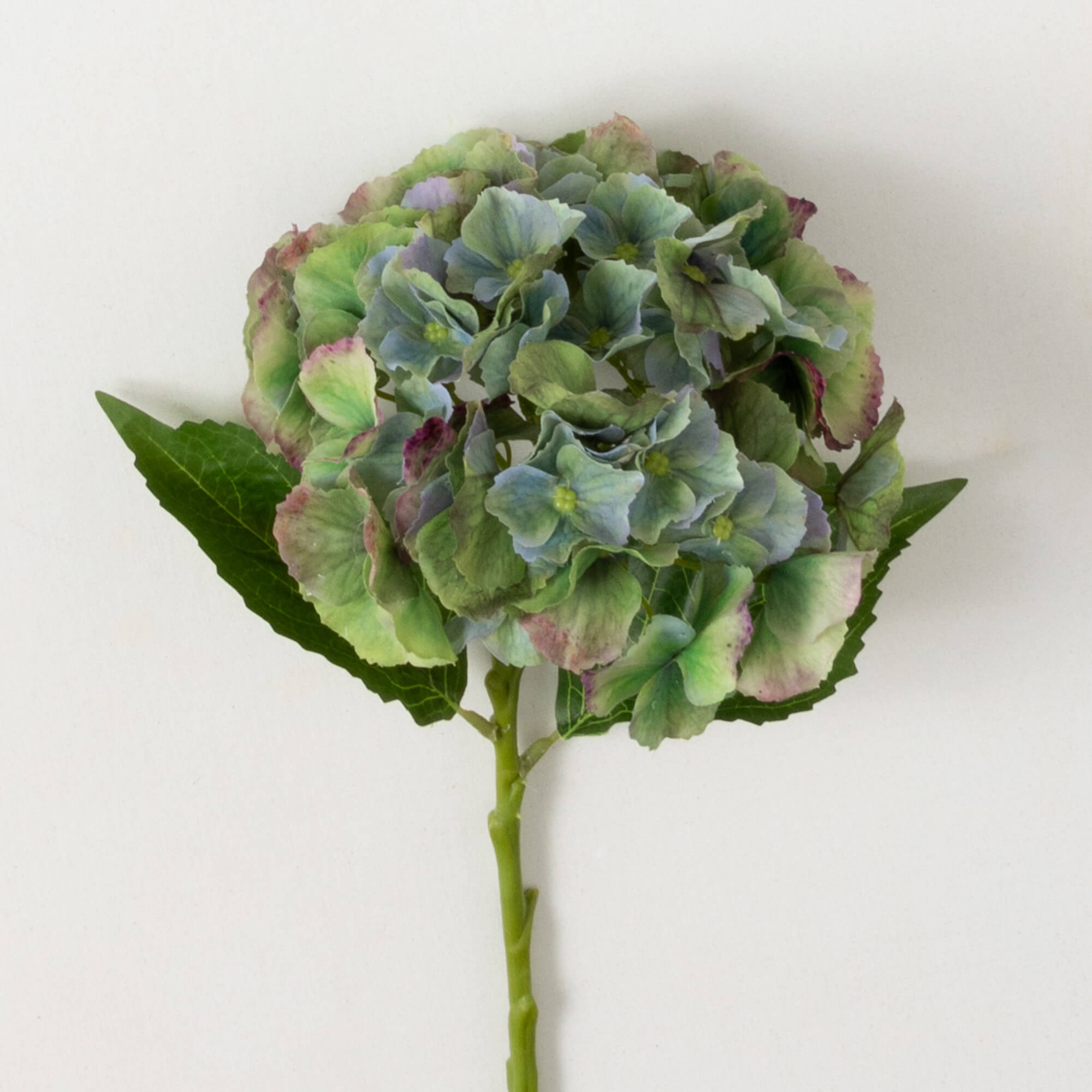 Hydrangea4937　0203 Lowe's Multicolor Bloomstruck Reblooming Hydrangea Flowering