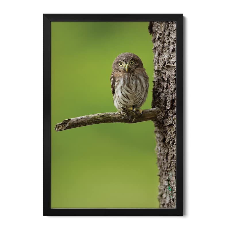 Eurasian Pygmy Owl Premium Framed Poster by Milan Zygmunt - Black - 24x32x1