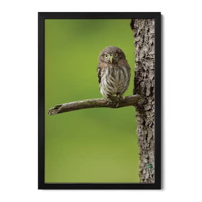 Eurasian Pygmy Owl Premium Framed Poster by Milan Zygmunt