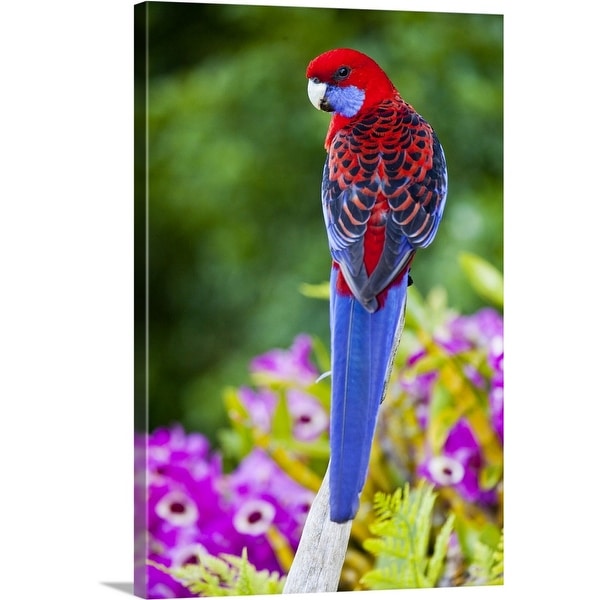 "Crimson Rosella" Canvas Wall Art