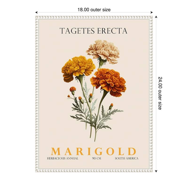 Vintage Botanical Marigold Illustration by Christopher Giampietro Framed Canvas Wall Art Print - White - 18 x 24 in