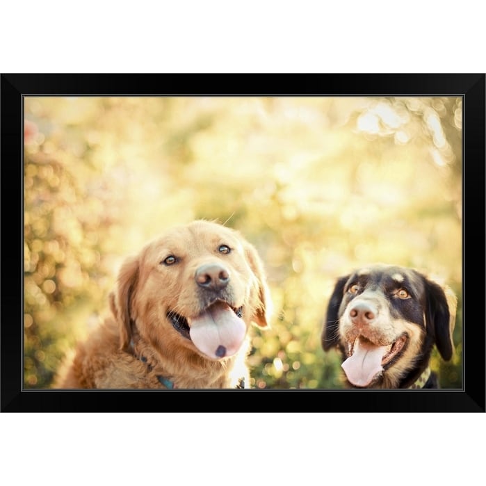 Golden Retriever And Basset Hound Mix Black Framed Print Overstock 30203631