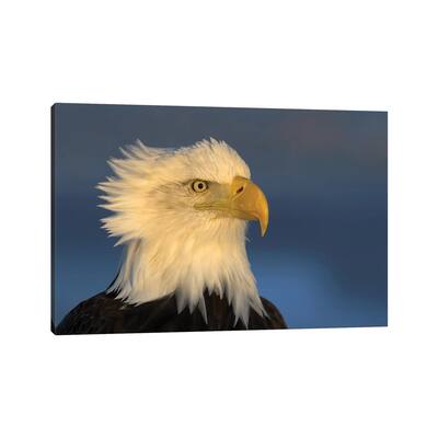 iCanvas "Eagle Alaska XXXI" by Miguel Lasa Canvas Print