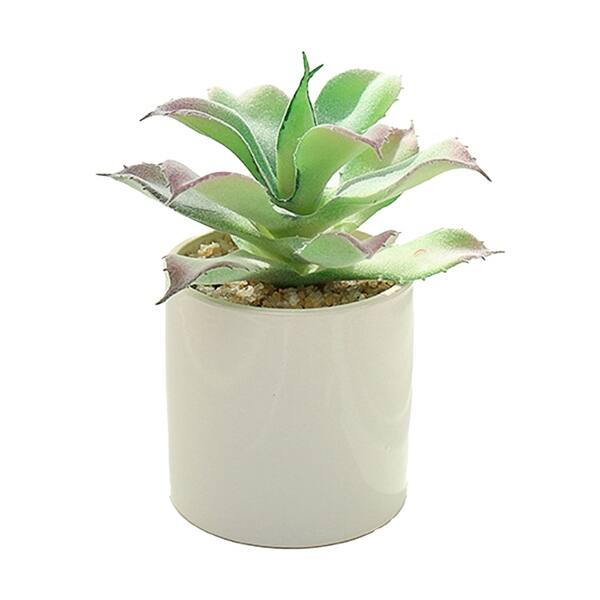 tiger lily beauty co. Black Beauty Tiger Lily Bulbs, Lilium