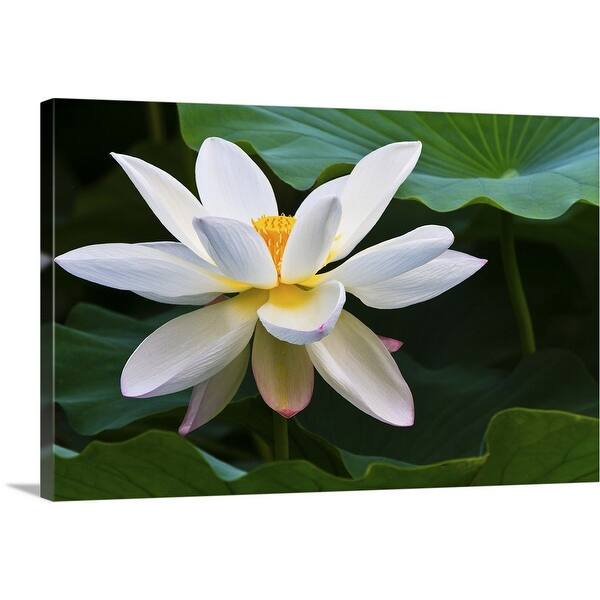 Shop Black Friday Deals On White Lotus Flower Canvas Wall Art Overstock 16481939