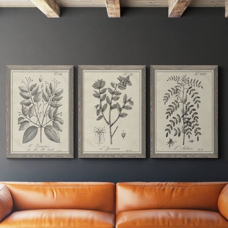 Antique Black & White Botanical VII-Premium Framed Canvas - Ready to Hang - Multi-Color